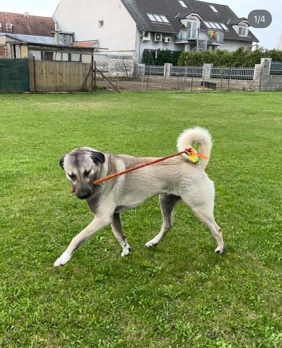 Kangalský pastevecký pes - 3