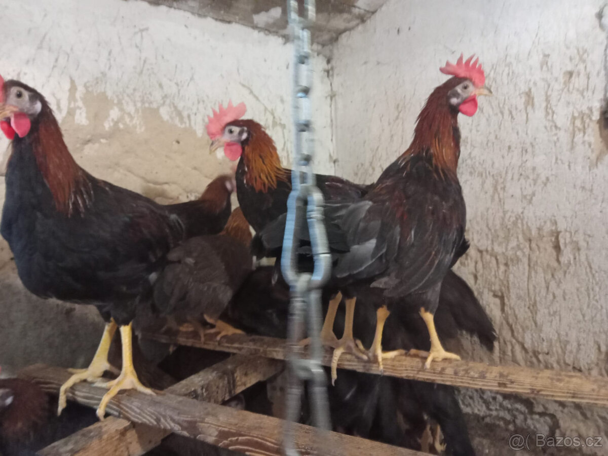 kohouti mladí - 3