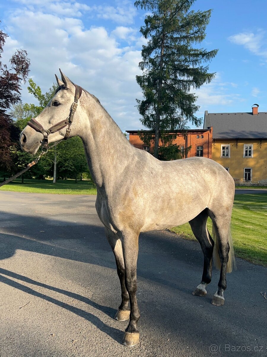 Nashville - Vlach - 3