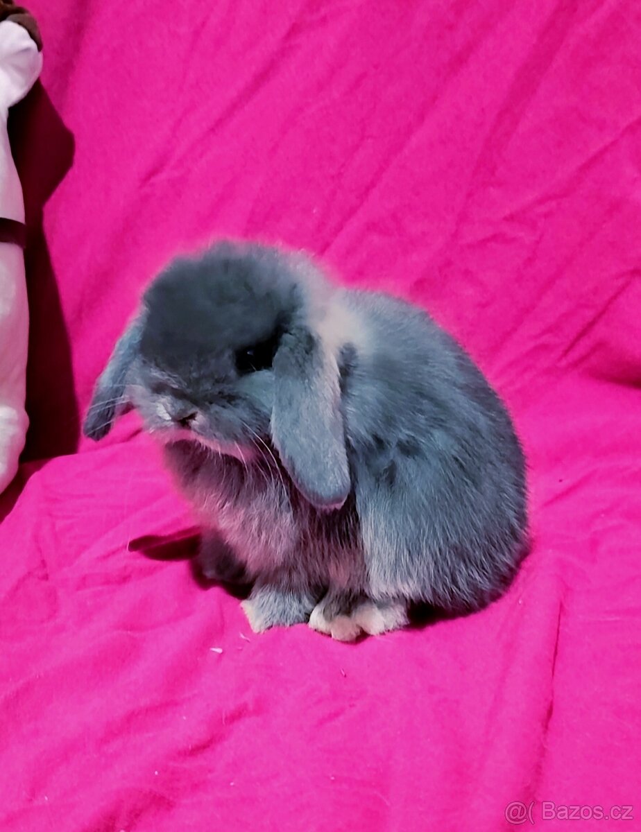 Minilop mláďátka - 3