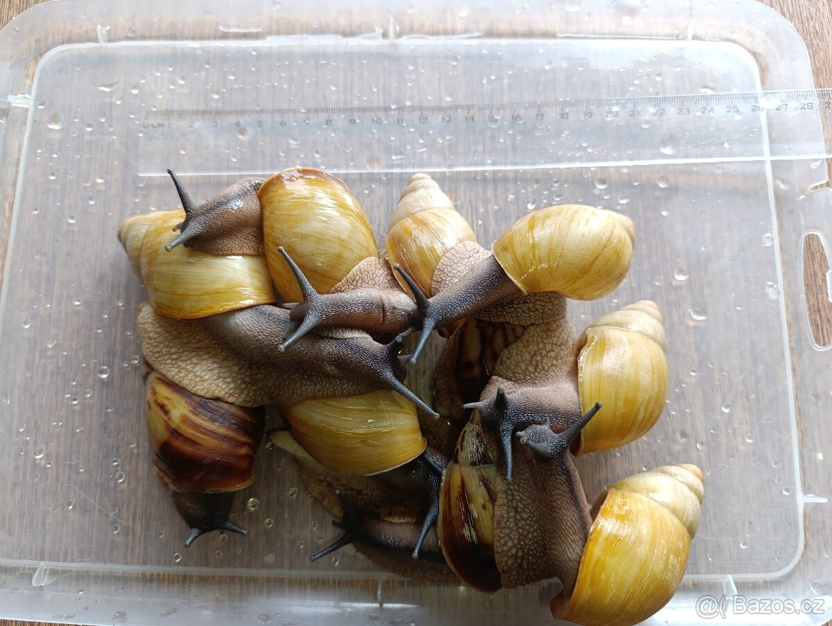 Archachatina marginata candefacta Cameroon - 3