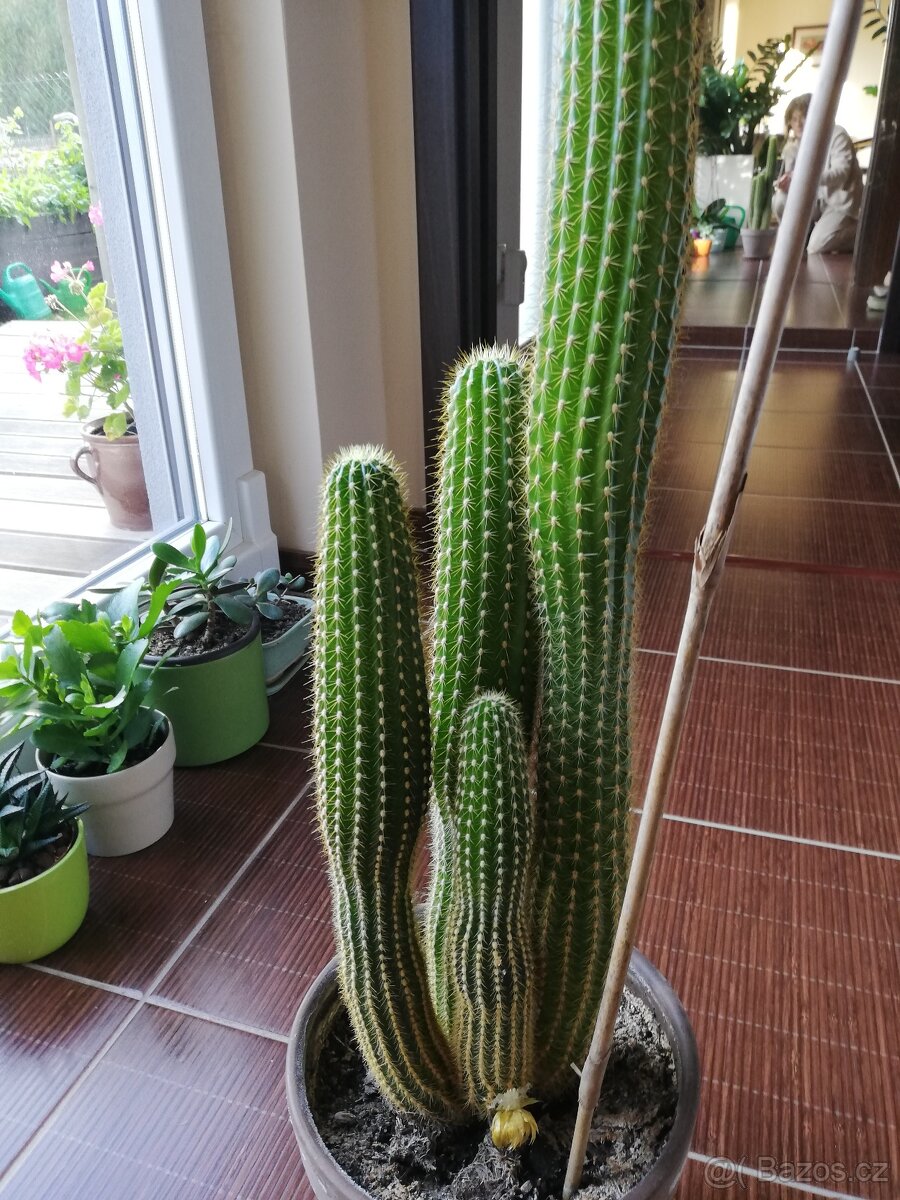 Prodám kaktus - 3