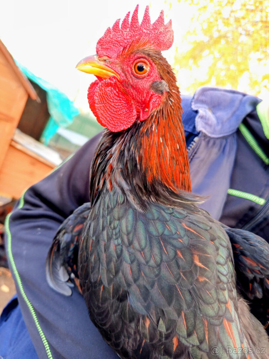 Kohouti Barneveldka zdrobnělá dvojlemovaná . - 3