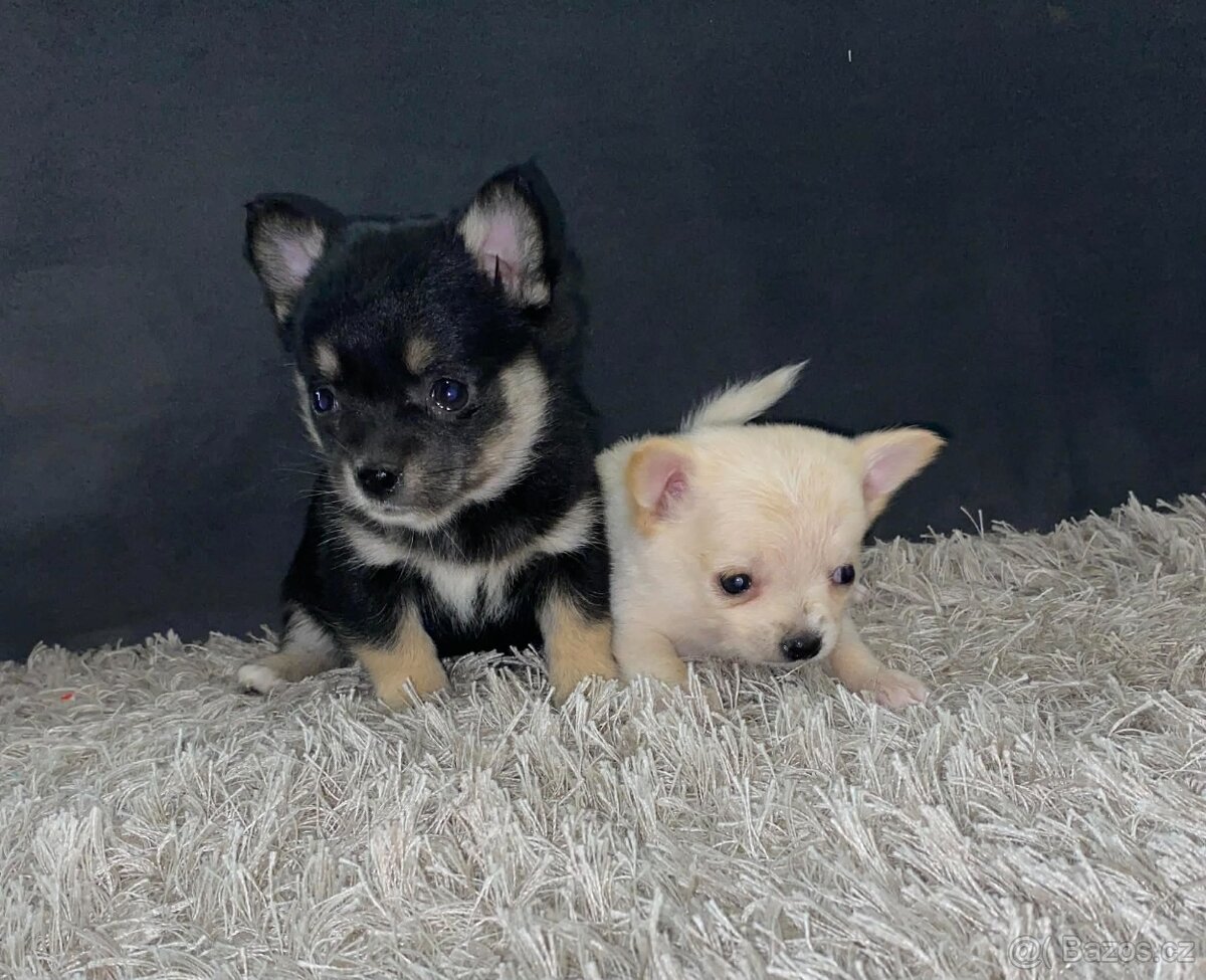 Čivava dlouhosrstá - 3