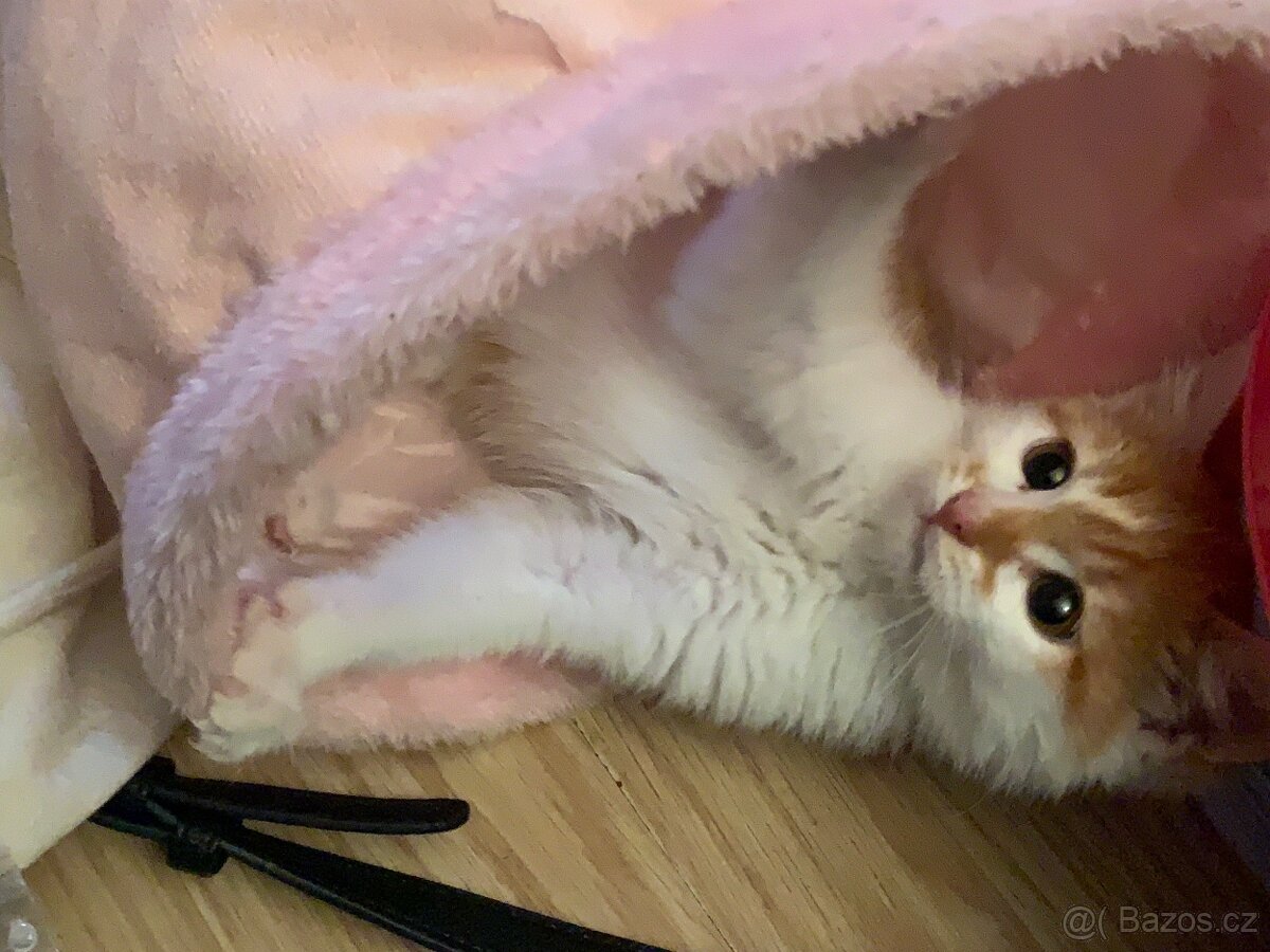 Daruji kocourka - 3