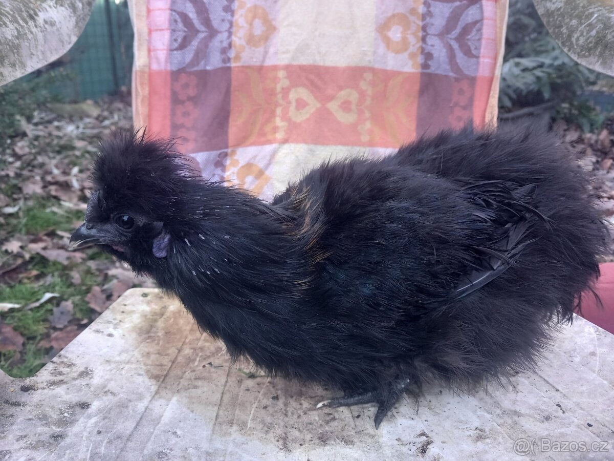 Kohouti hedvábničky zakrslé - 3