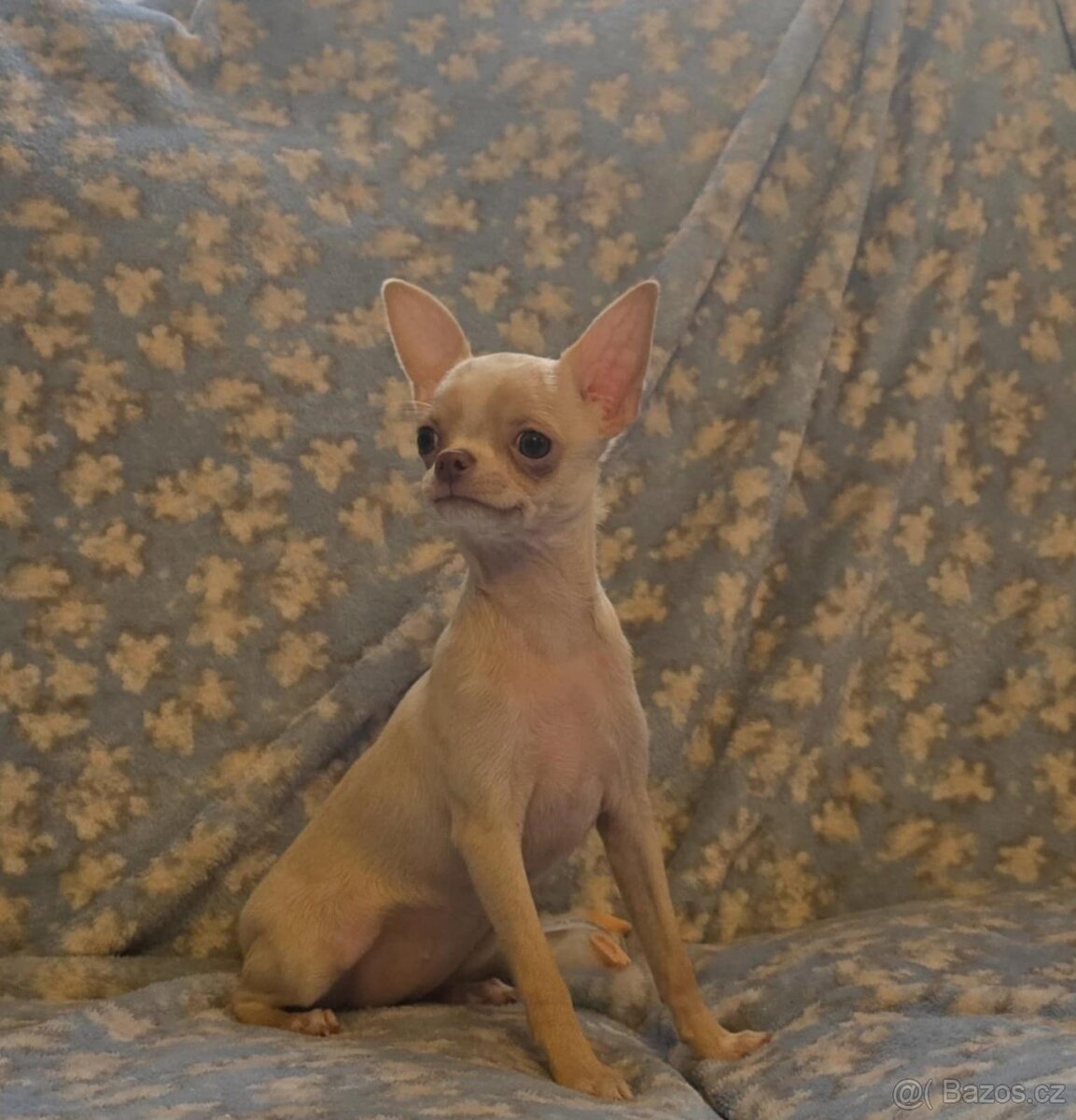 Čivava krátkosrstá s PP - 3