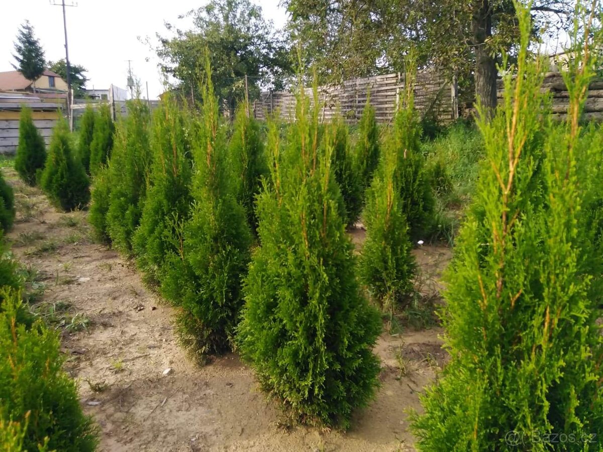 Thuje smaragd - 3