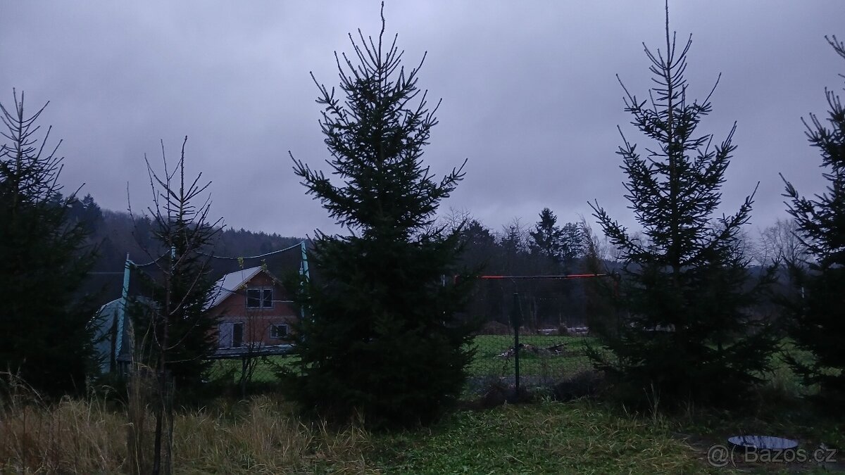 Vánoční stromek do 5 m - 3