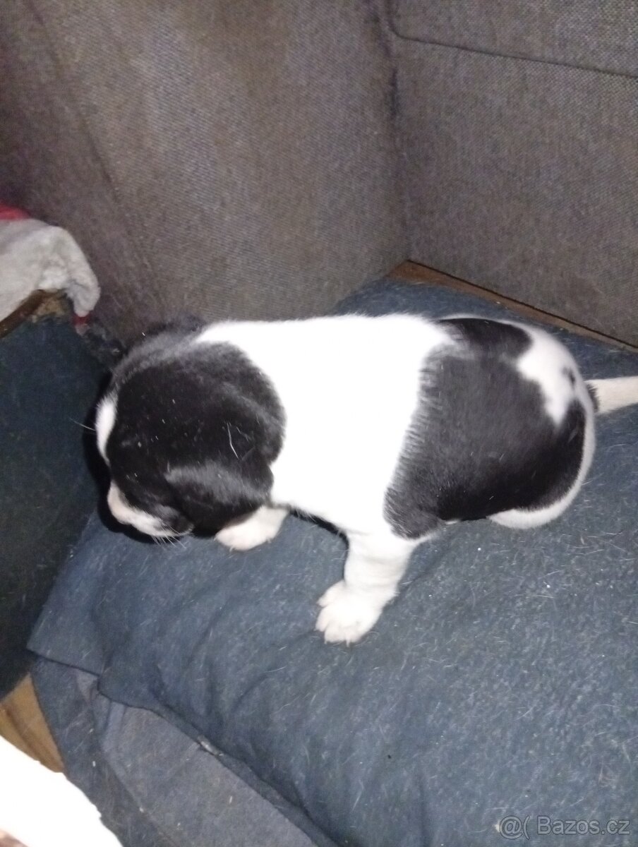 Jack Russell teriér s Parson terierem - 3