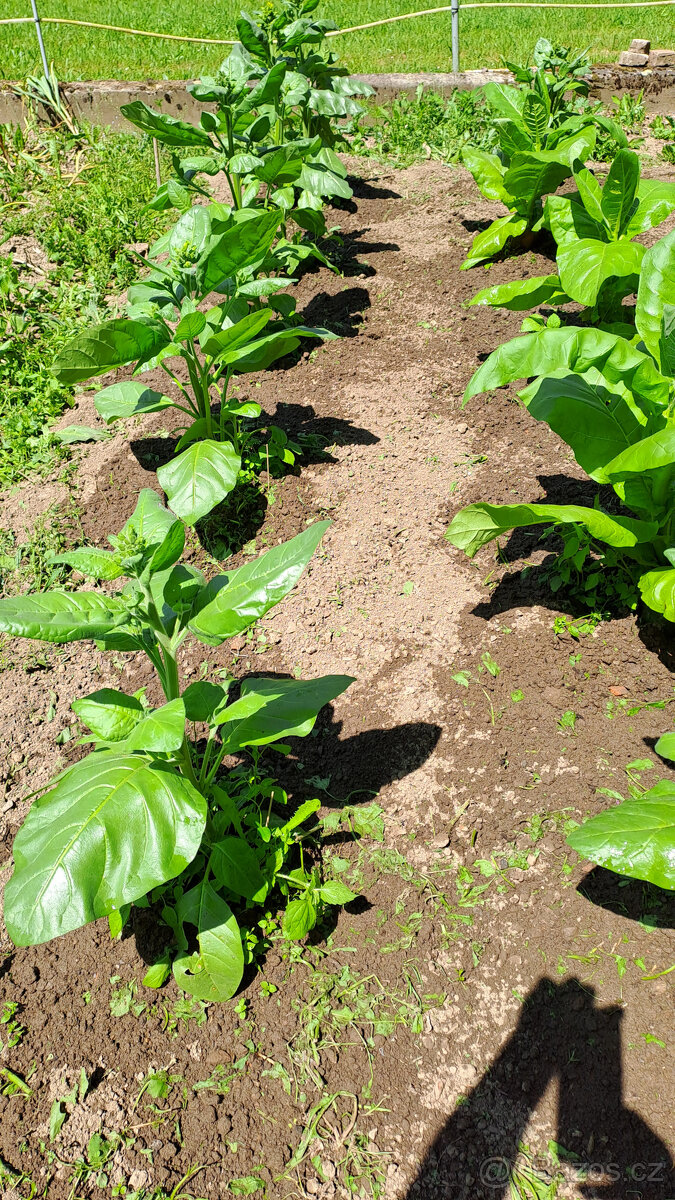 Virginský tabák semínka - 3