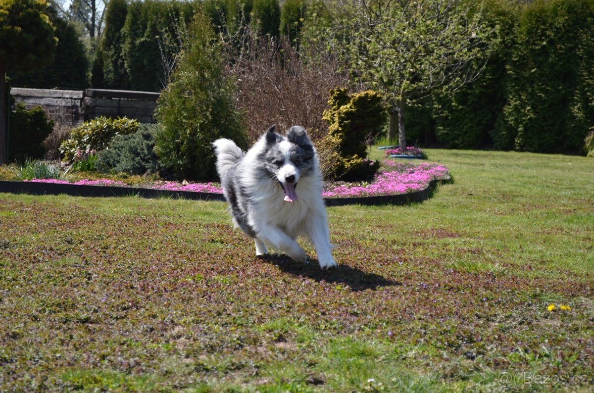 Border kolie štěně s PP - 3