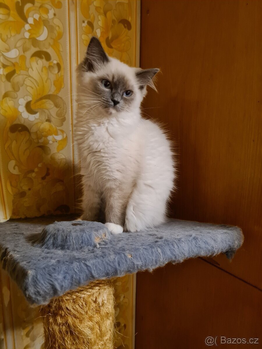 PRODÁM KOŤÁTKA RAGDOLL IHNED K ODBĚRU - 3