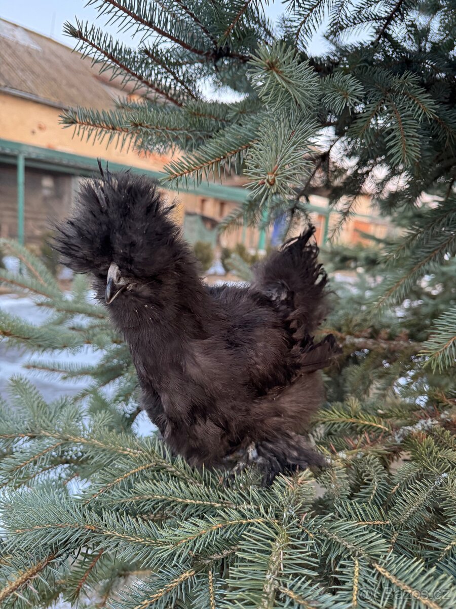 Hedvabnička velká vousatá EU černý - 3