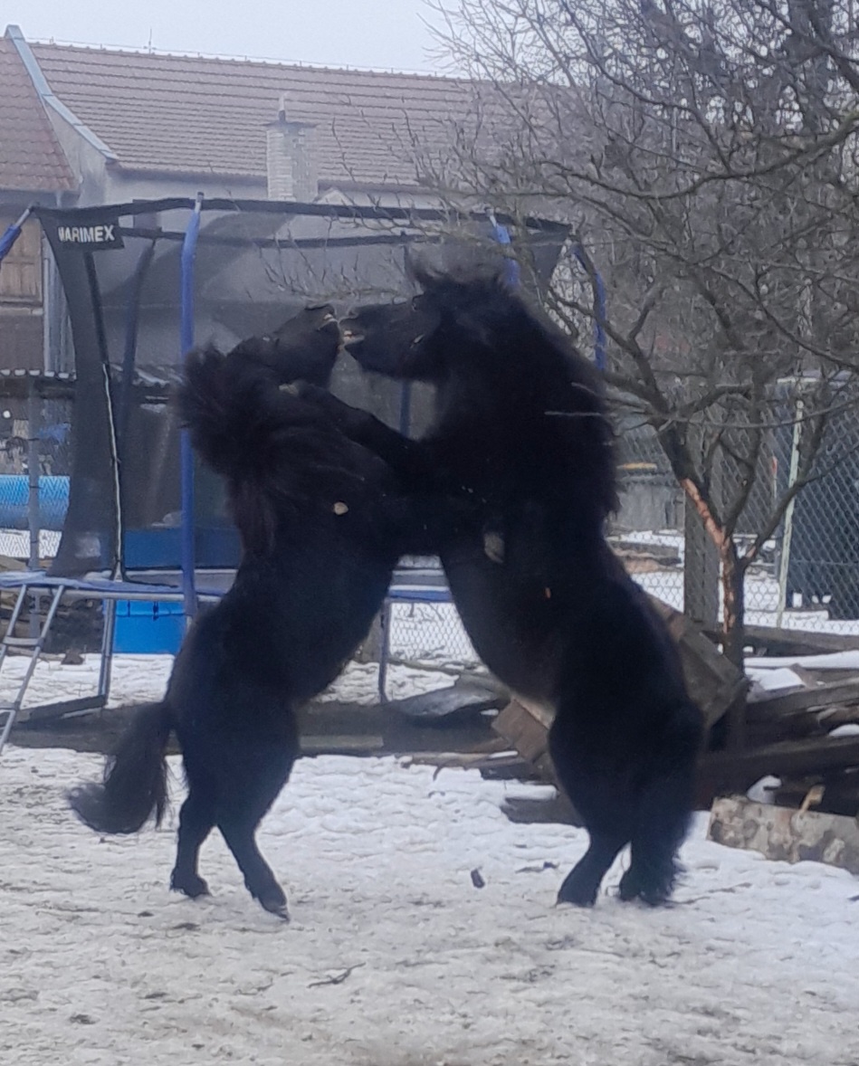 2 hřebci typu shetland - 3