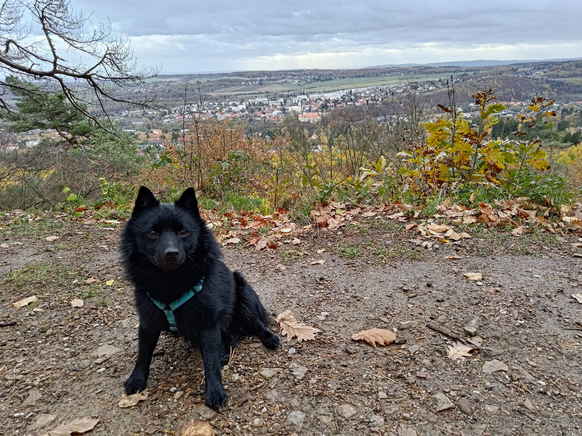 Nabídka krytí - Šiperka s PP - 3