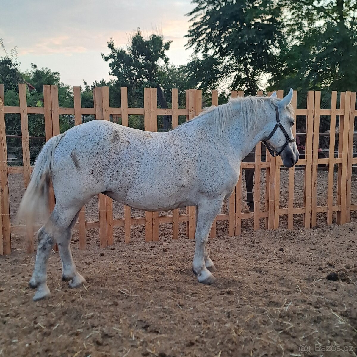 kríženec percheron na predaj - 3