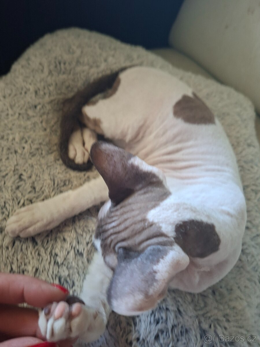 Don Sphynx - 3
