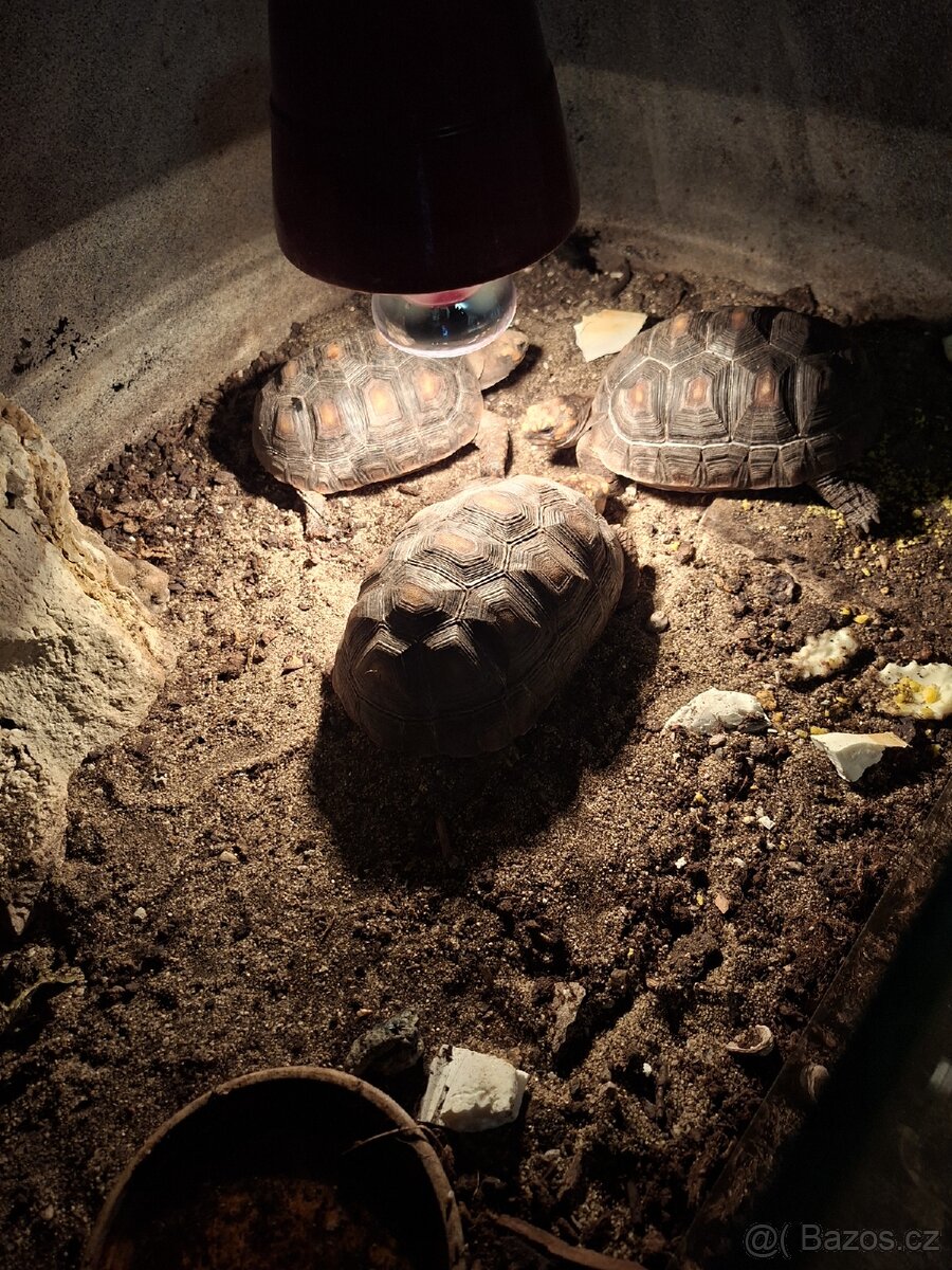 Želva uhlířská. - 3