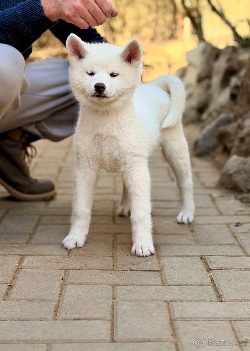 Štěňátka Akita Inu s průkazem původu FCI + AKÍHO - 3