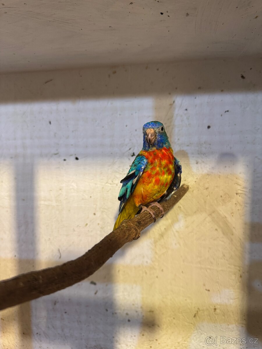 Neofema modrohlavá - 3