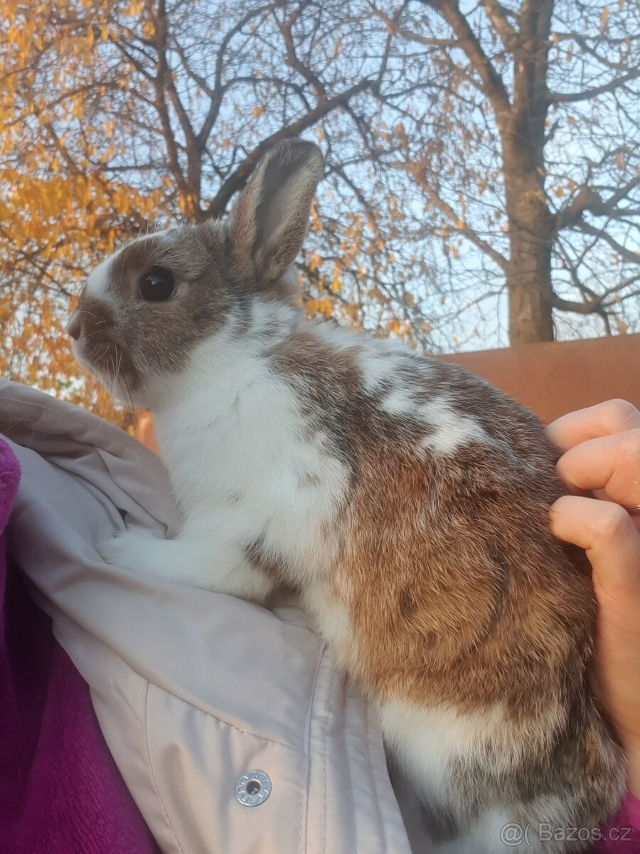 Zakrslý králík Rex X hototský - 3