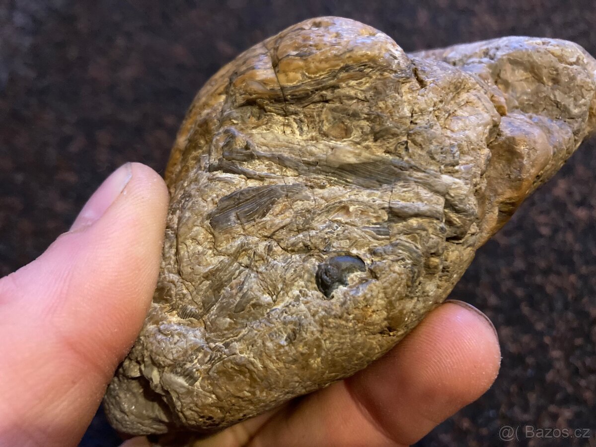 Zkamenělá rašelina - 3