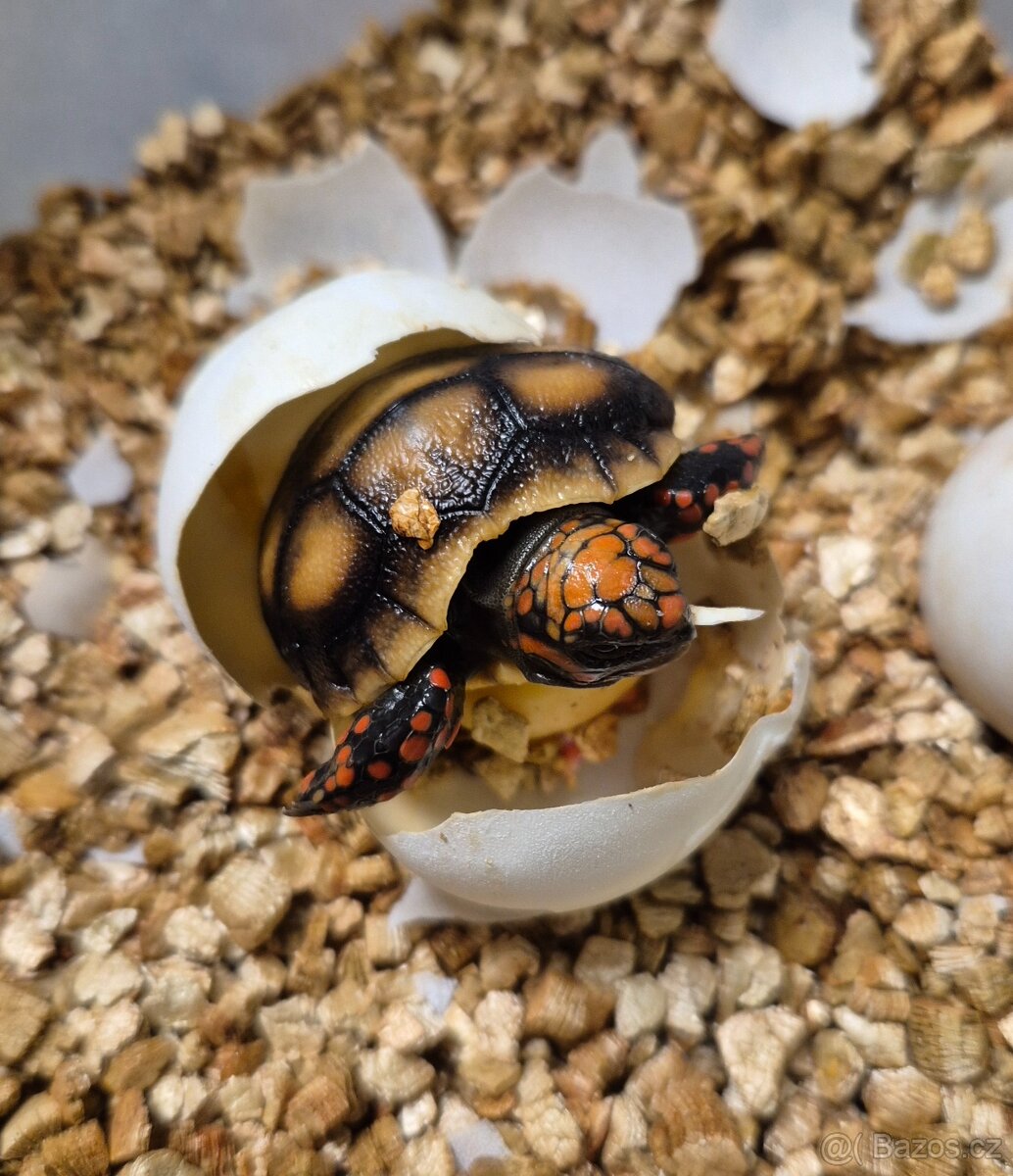 Želva uhlířská - Chelonoidis carbonaria - 3