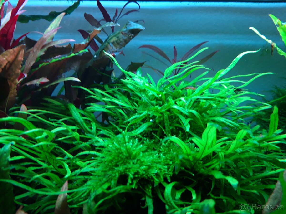 Akvarijní rostliny - 3