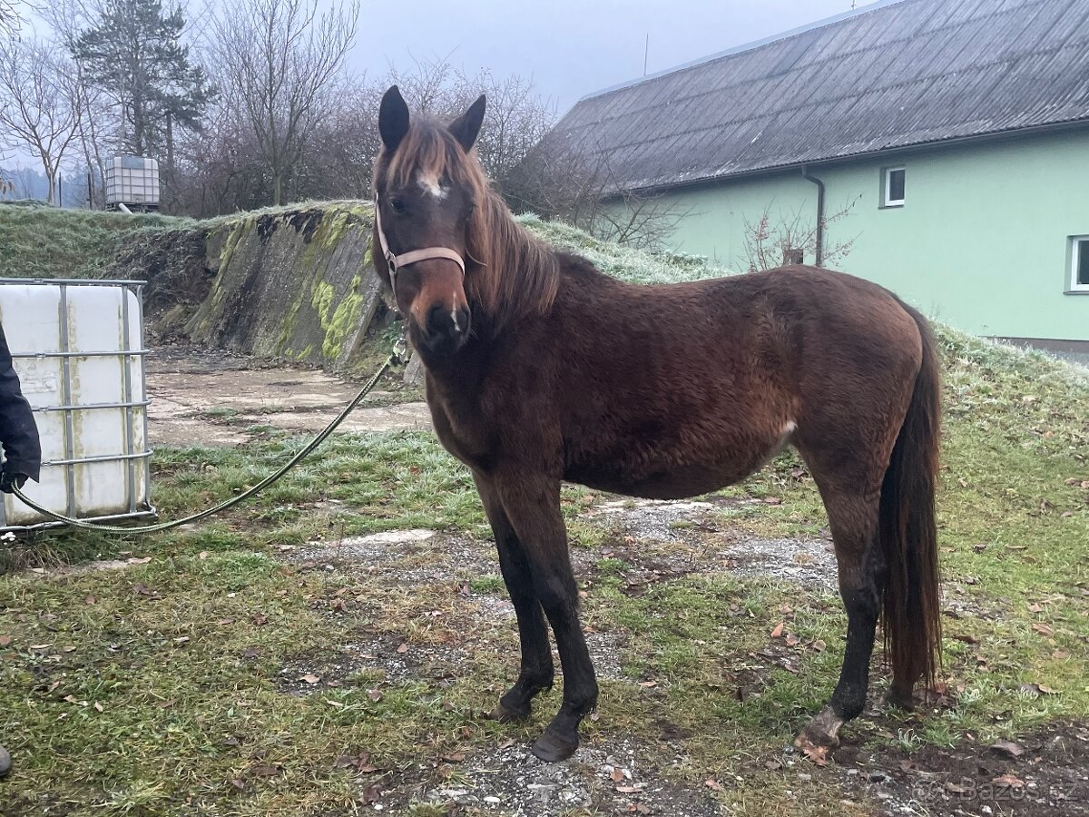 Klisna, kobyla, kobylka 50% Lusitano /Čsp na jaře 3roky - 3