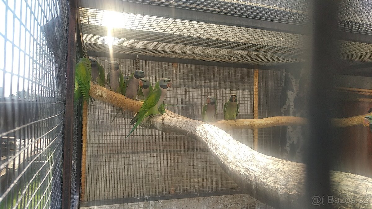 alexandr činský - 3