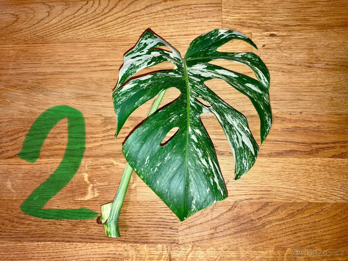 VYPRODÁNO Monstera albo variegata panašovaná bílá deliciosa - 3