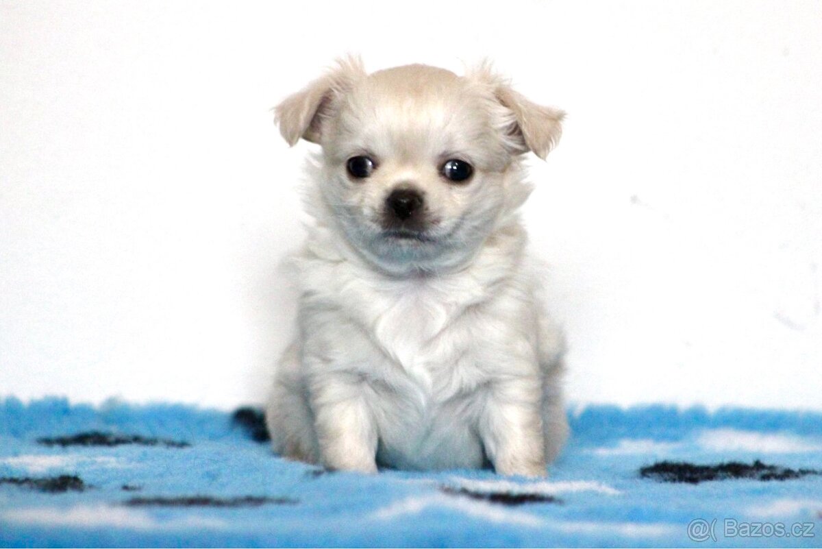 Čivava dlouhosrstá PP FCI - 3