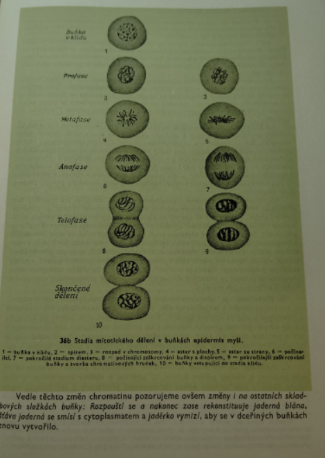 Histologie Wolf 1966 - 3