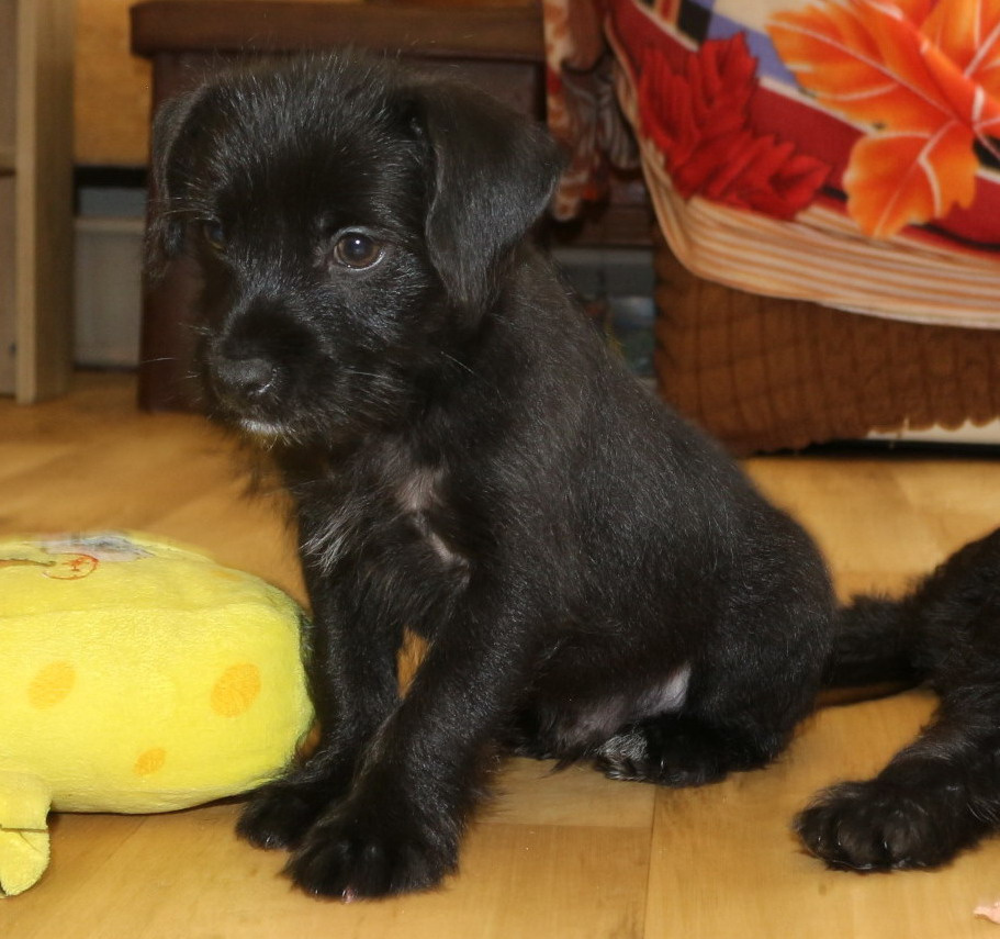 Peruánský naháč malý , osrstěný - 3