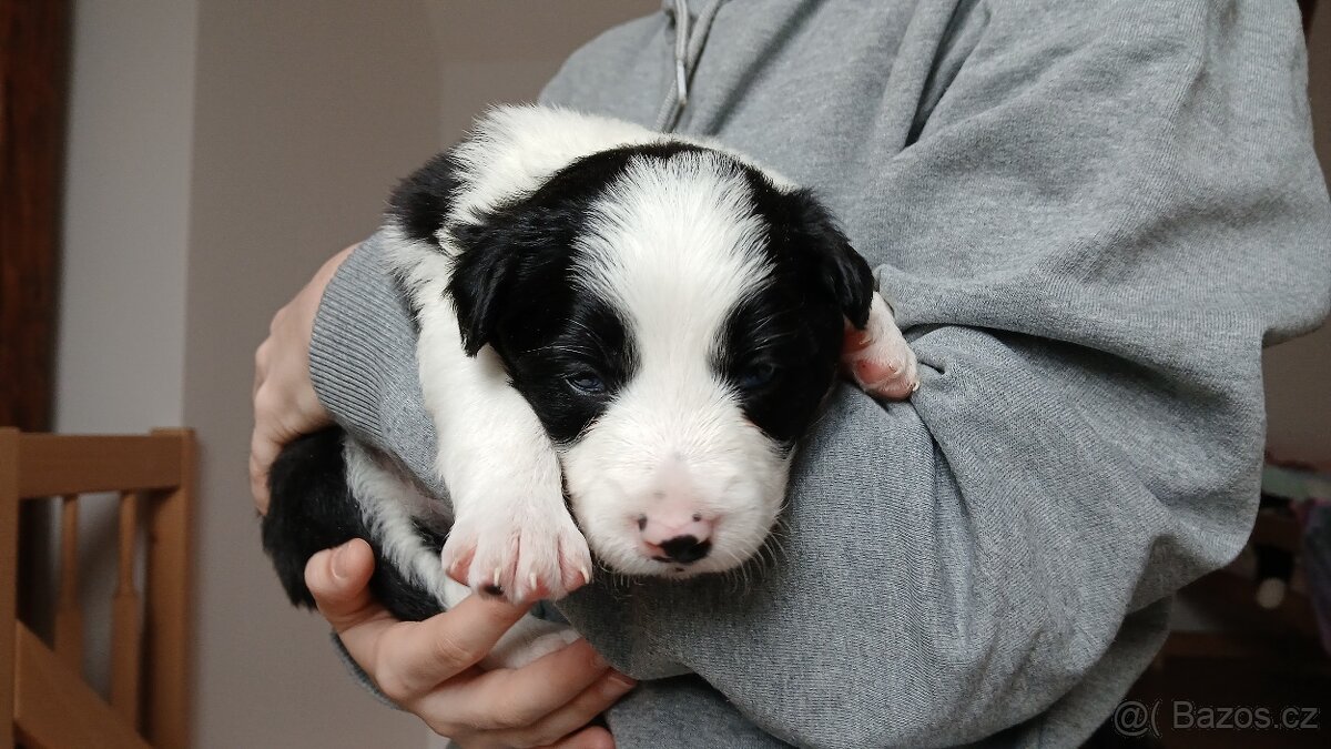 Štěňata Border kolie - 3