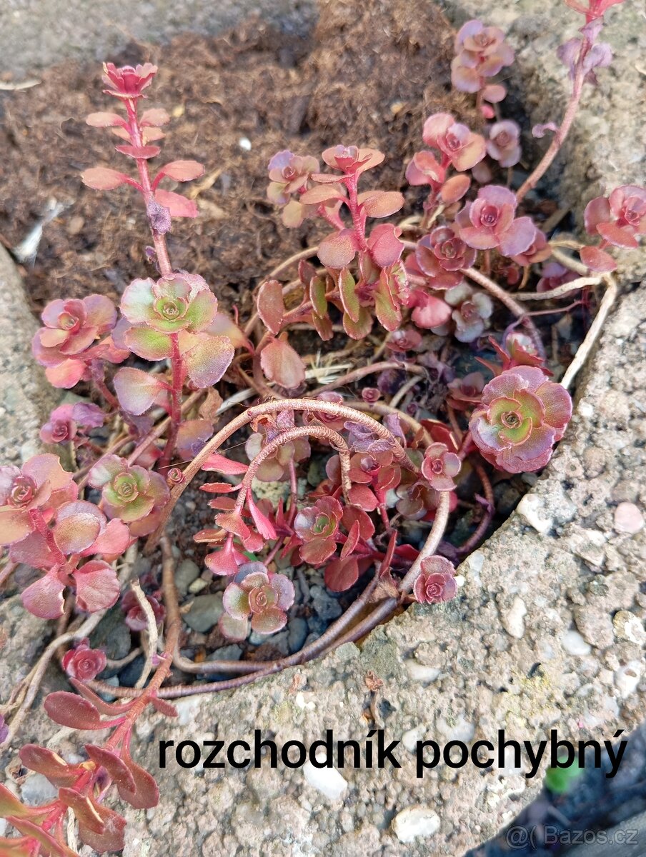 Rozchodníky, trvalky - 3