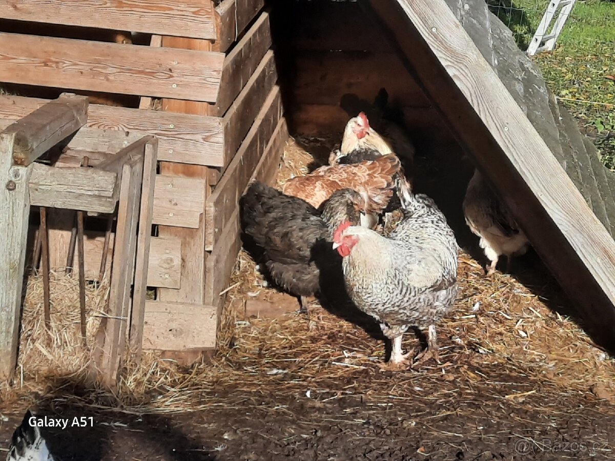 Faverolka kohouti - 3