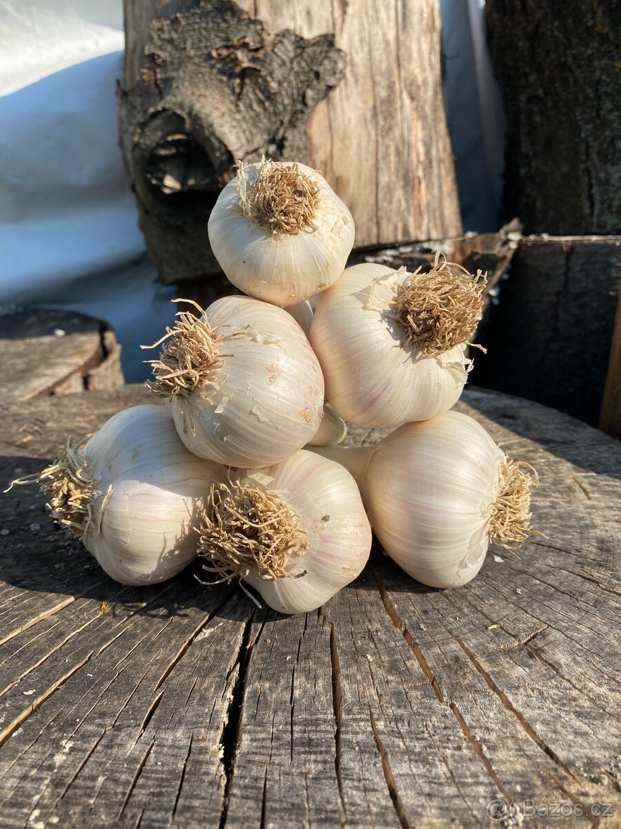 Česnek - 3