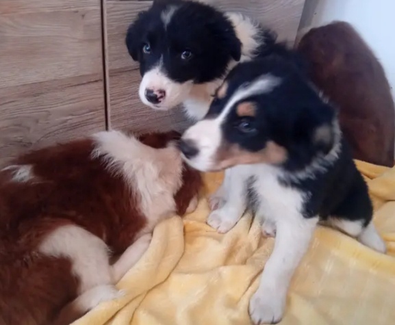 Štěňátka -Border kolie - 3