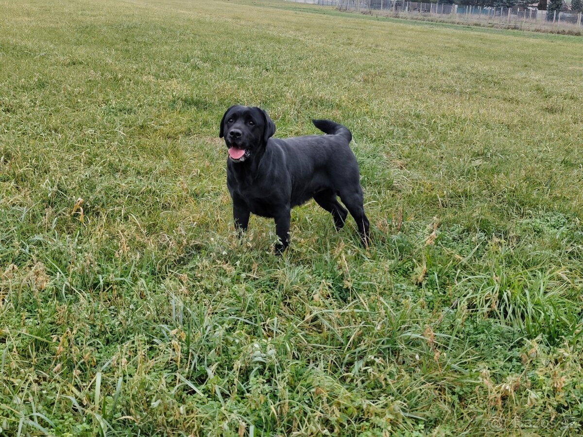 Labradorský retrívr s PP - 3