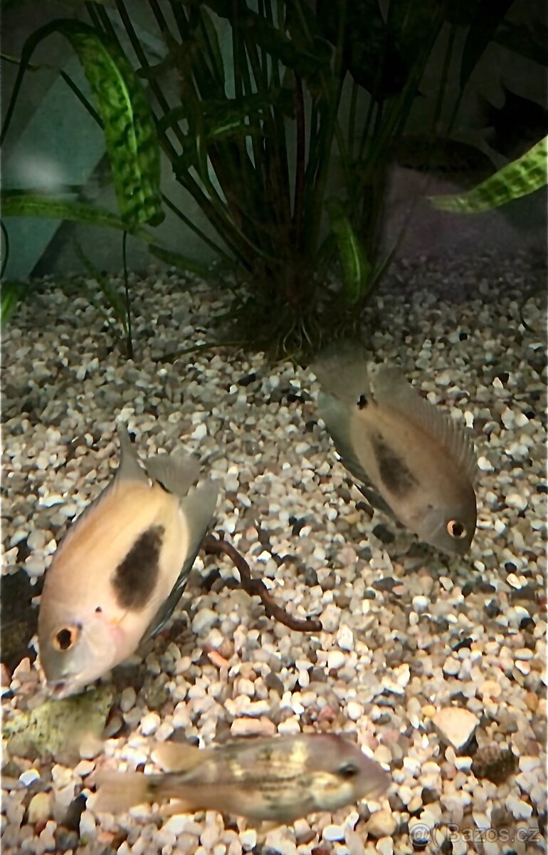 Prodej akvarijních ryb - 3