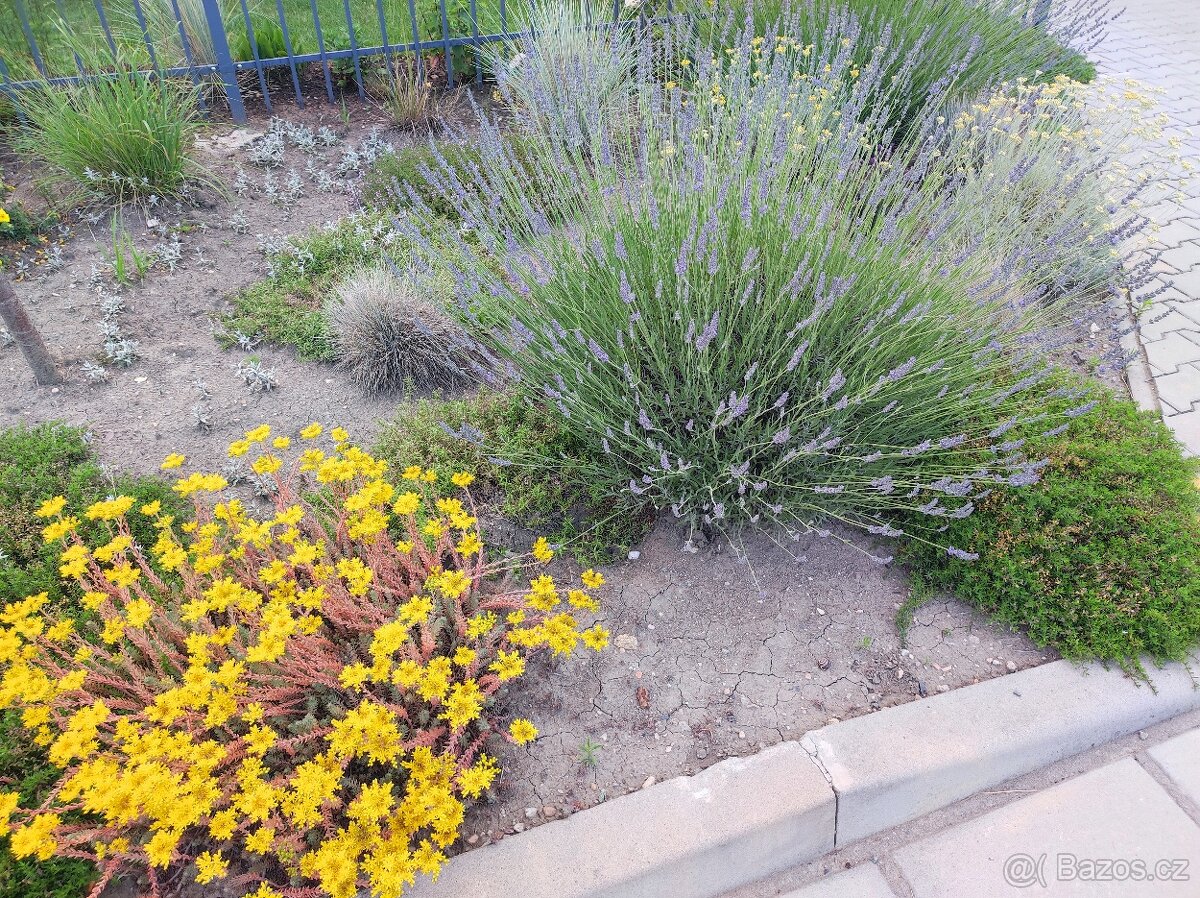 Různé skalničky z předzahrádky - 3