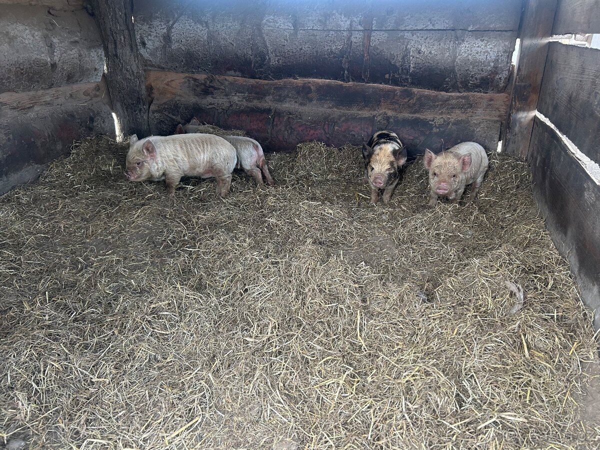 Kune kune - 3