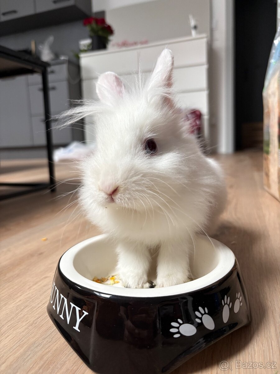 Zakrslý králíček - 3
