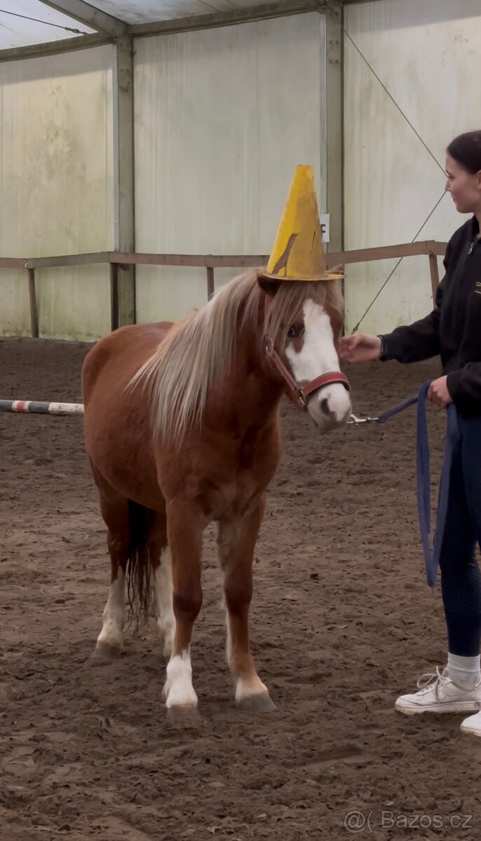 WELSH MOUNTAIN PONY PRO DĚTI - 3