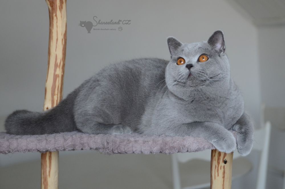 Britska kočka - 3