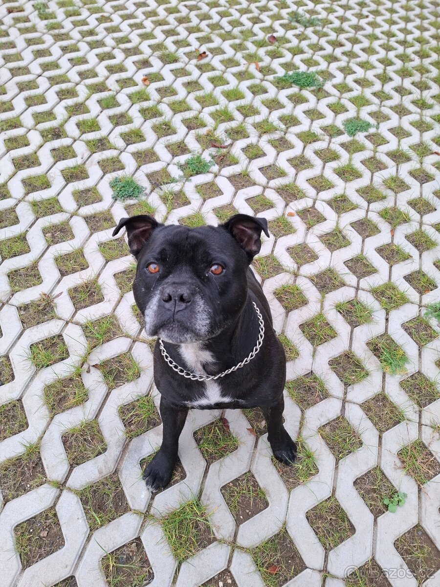 Stafordšírský bulteriér - 3