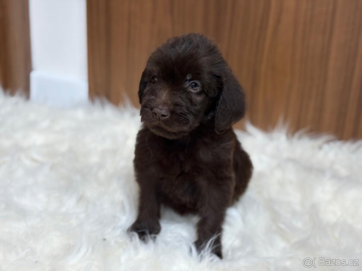 Labradoodle (goldendoodle) - 3