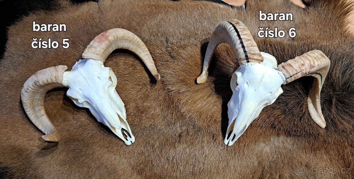 Trofeje, baran - 3